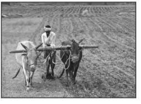 subsestive farming