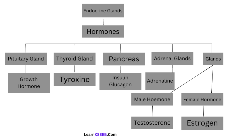 Reaching The Age Of Adolescence Endocrine Glands