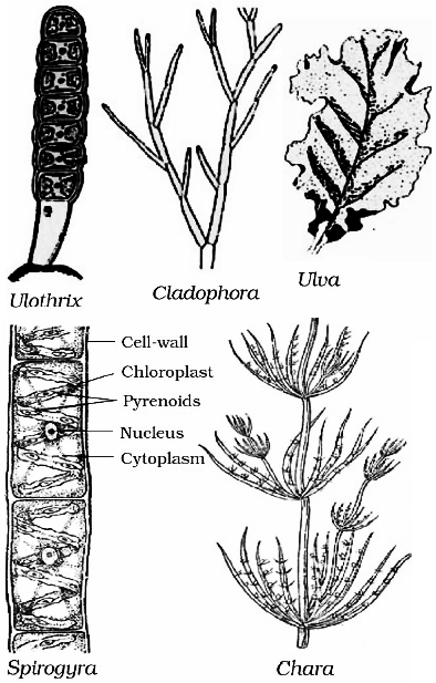 Diversity In Living Organisms Thallophyta (Thallus - undifferentiated, Phyta-plant)