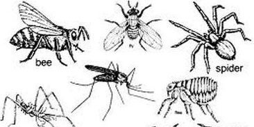 Diversity In Living Organisms Arthropoda(Gr. Arthros- jointed, Podos - foot)