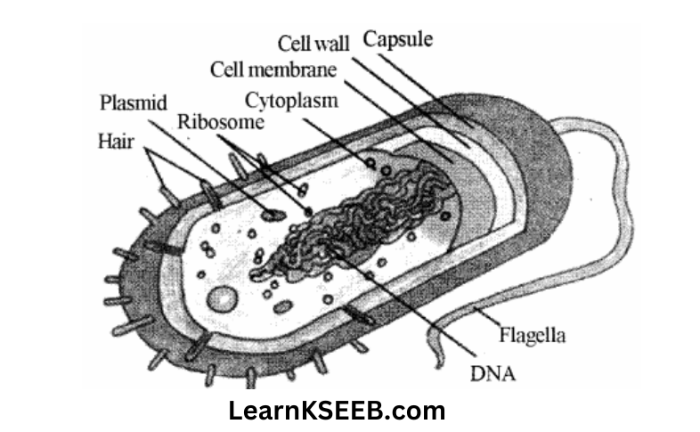 Diagram of the Prokaryotic cell