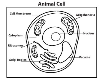Animal cell