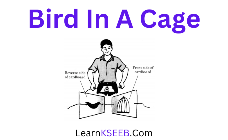 light Bird in Cage