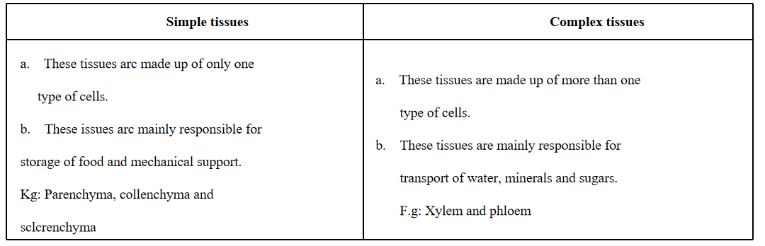 Tissues simple tissues different from complex tissues in plants