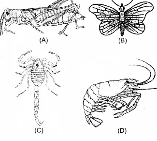 Diversity In Living Organisms Arthropoda(Gr. Arthros - jointed, Podos - foot)