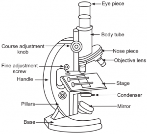 Compound microscope