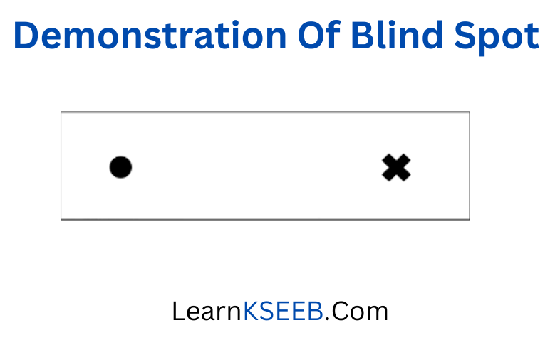 Demonstration Of Blind Spot