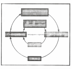 Chapter 14 Oxygen cycle in nature