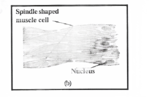 Tissues Smooth muscle