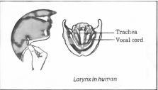 sound Larynx in human