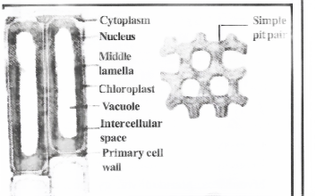 Tissues types of simple tissues.