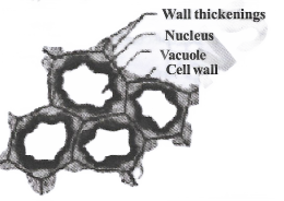 Tissues types of simple tissues.