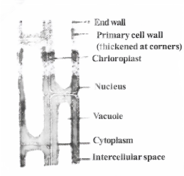 Tissues types of simple tissues.