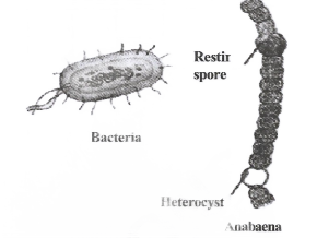Diversity In Living Organisms Kingdom Monera