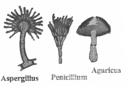 Diversity In Living Organisms Kingdom Fungi