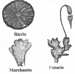 Diversity In Living Organisms Bryophyta(Bryon - moss, Phyta - plant)