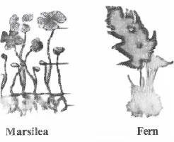 Diversity In Living Organisms Pteridophyta(Pteris - idos = fern)