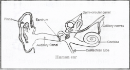 sound human ear