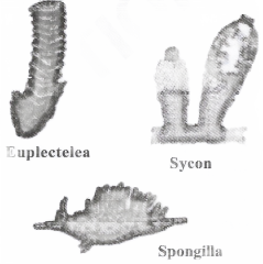 Diversity In Living Organisms Porifera(Gr. Porus - pore, Ferre - to bear)