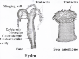 Diversity In Living Organisms Coelenterata or cnidaria(Gr. Koilos - hollow, enteron - gut)
