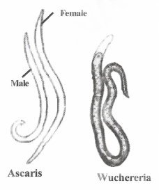 Diversity In Living Organisms Aschelminthes or Nematoda(Gr Ascus - a bladder, Helmins - worm)