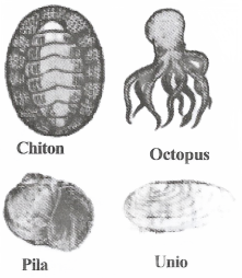 Diversity In Living Organisms Mollusca(L. Molluscus - soft)