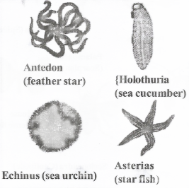 Diversity In Living Organisms Echinodermata(Gr. Echinos- spiny, Derma- skin)