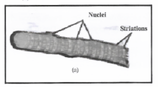 Tissues Striated muscle 