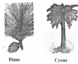 Diversity In Living Organisms Gymnosperms(Gymno - naked, Sperm - seed)
