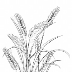reaching the age of adolesense nutritious of food grains