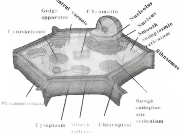 Diagram of the plant cell
