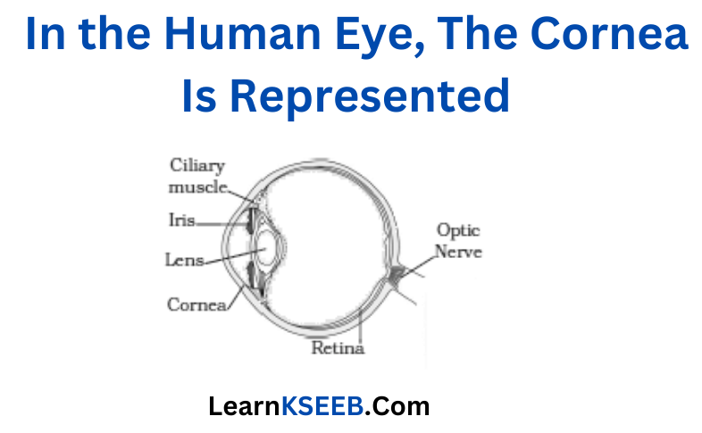 In the Human Eye, The Cornea Is Represented 