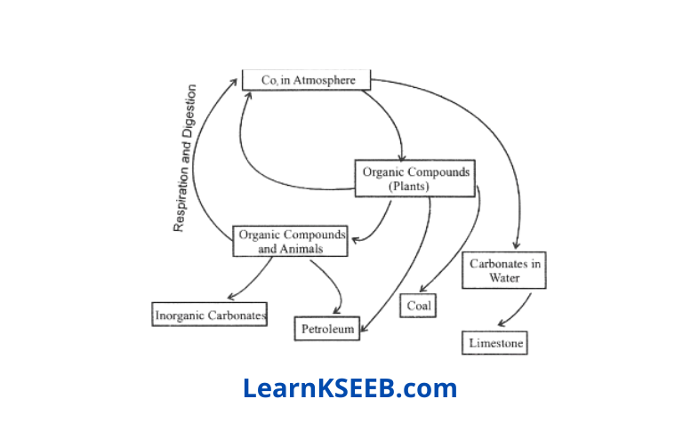 Diagram of the carbon cycle in nature