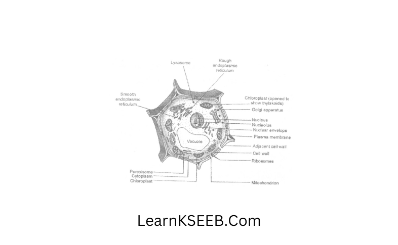 Diagram of plant cell