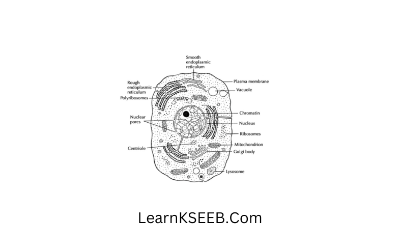 Diagram of an animal cell