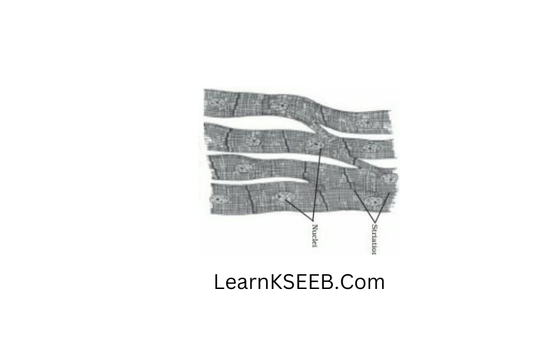 Cardiac muscle