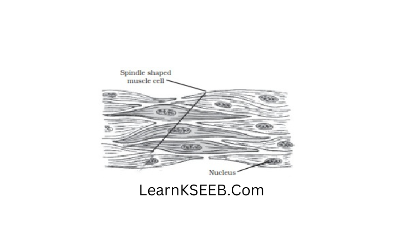 Unstriped muscles