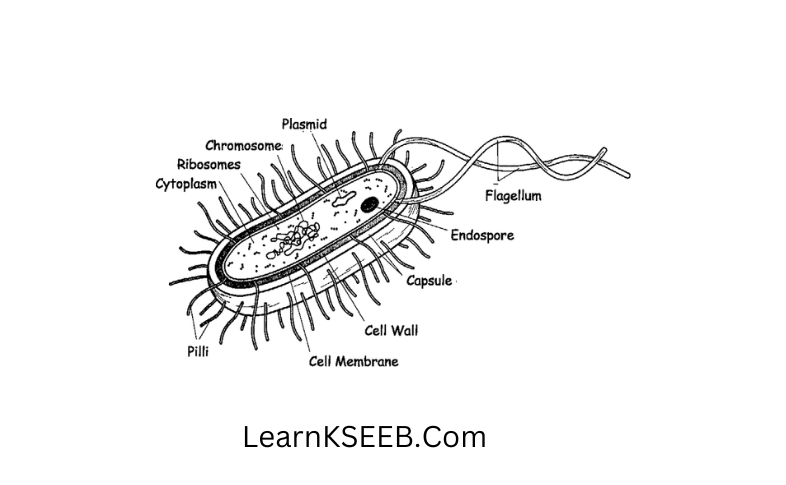 Diagram of bacteria