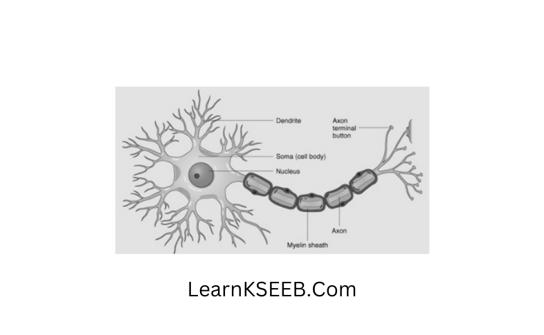 Diagram of a neuron