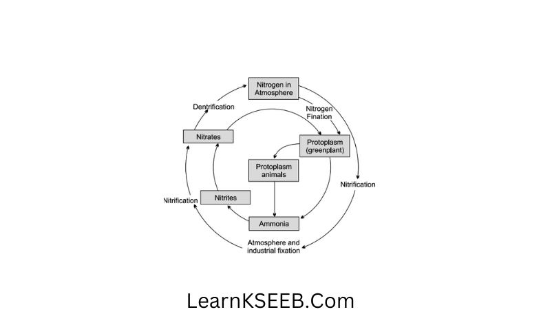 Diagram of the nitrogen cycle in nature