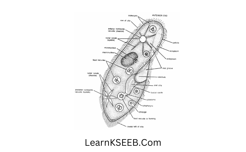 Diagram of paramecium