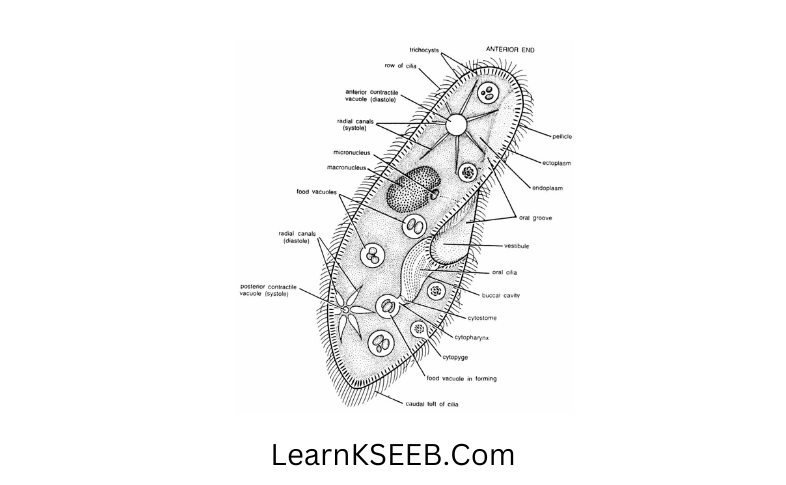 Karnataka Class 9 Science Model Question Papers 2023 Set 4 – Learn KSEEB