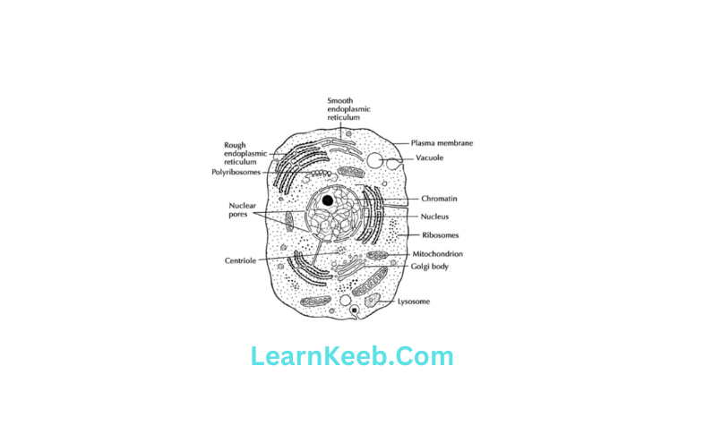 Diagram of animal cell