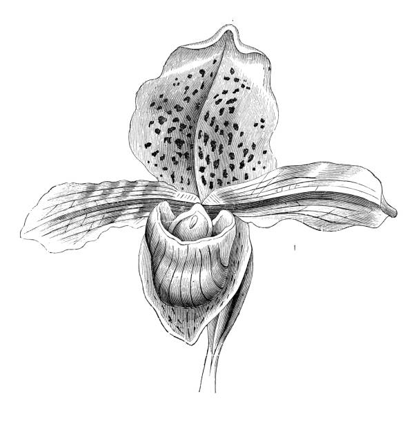 Diversity In Living Organisms Monocots -Paphiopedihim