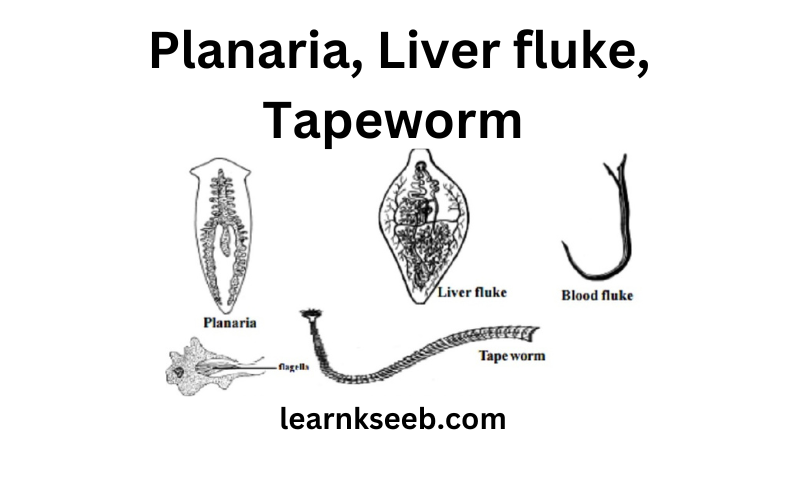 Diversity In Living Organisms Platyhelminthes(Gr. Platys - flat, helmins - worm)