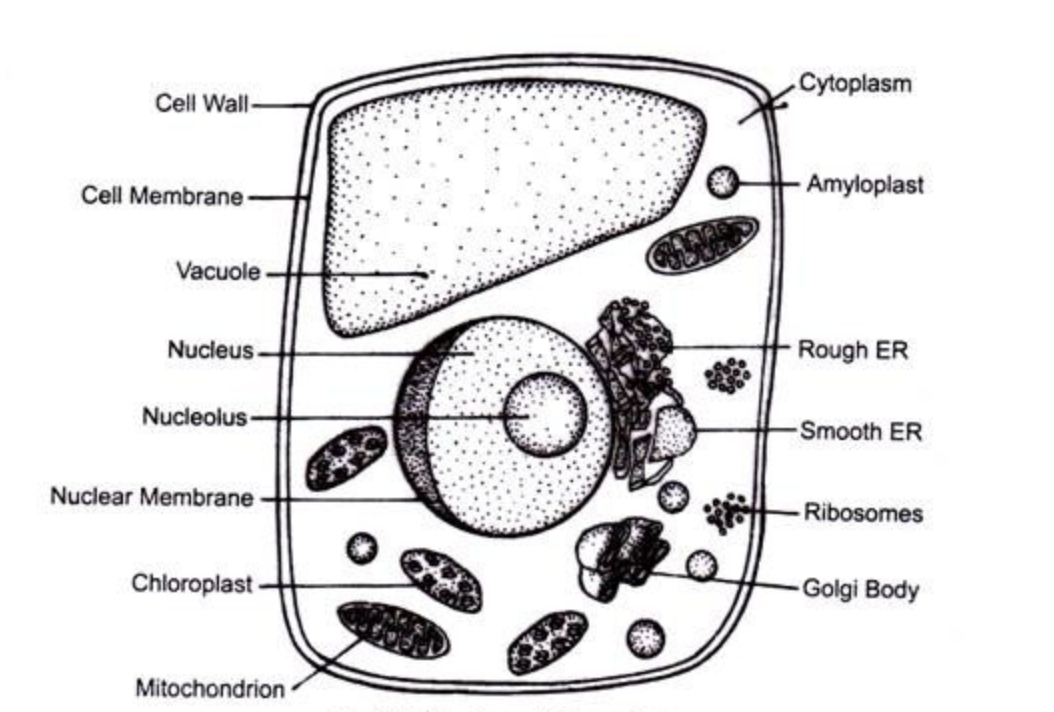Plant cell