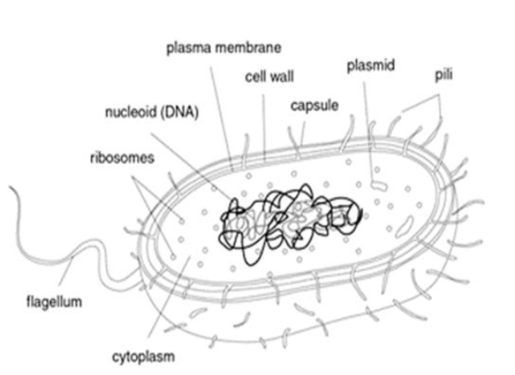 Prokaryotic cell