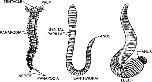 Diversity In Living Organisms Annelida(L. Annelus - a ring, Segmented worm)