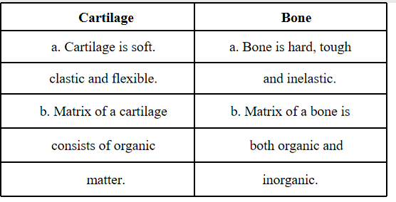 Tissues cartilage and bone.