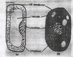 cell structures and funtions different between plant and cell